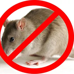 Истребление мышей и крыс в г. Житомир