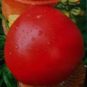 семена низкорослых томатов