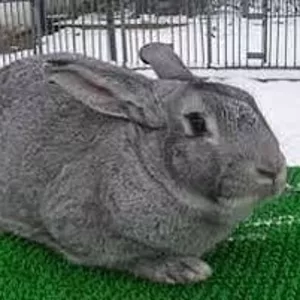 Кролики жывым весом