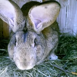 кроликов породы фландр