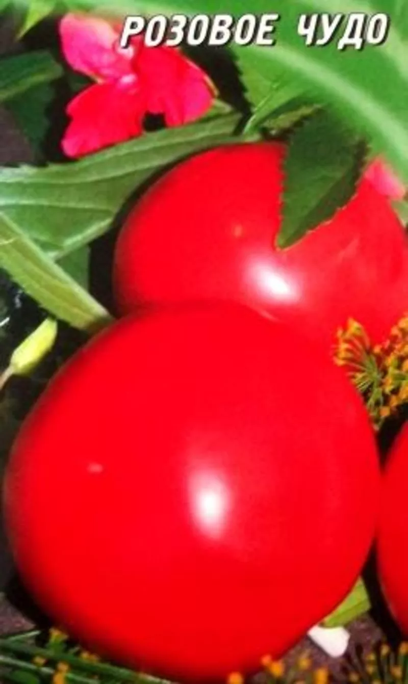семена низкорослых томатов 2