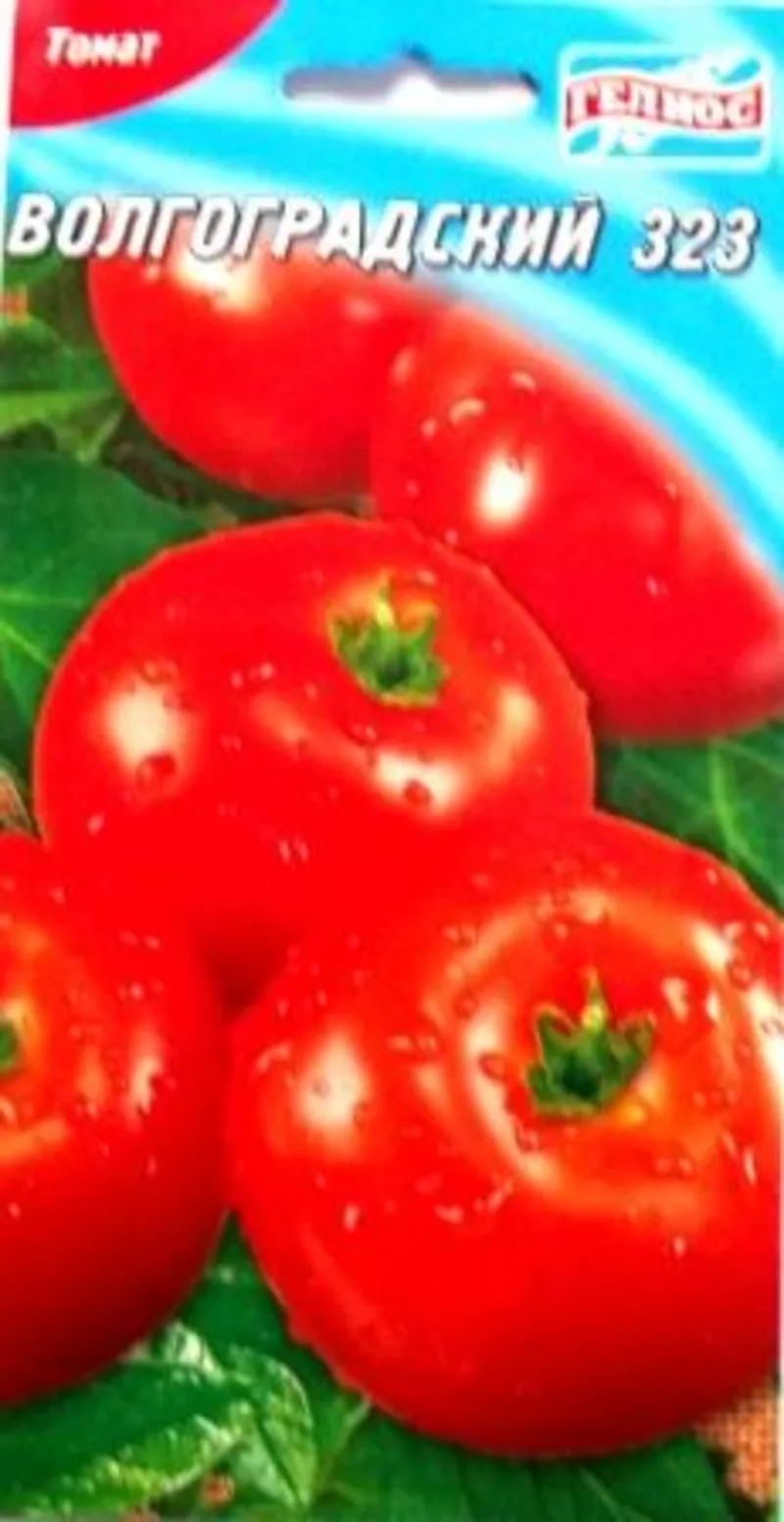 семена низкорослых томатов 6