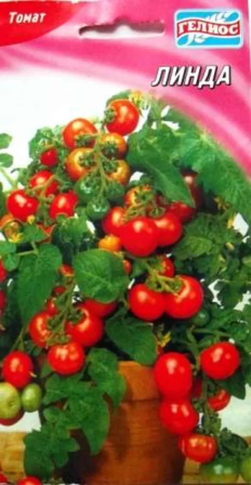 семена низкорослых томатов 8