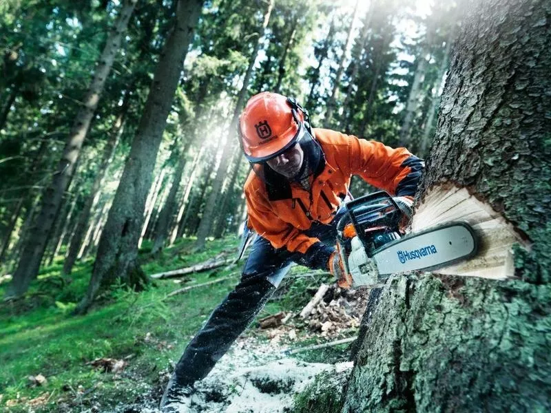 Рабочие в Литву,  заготовка леса
