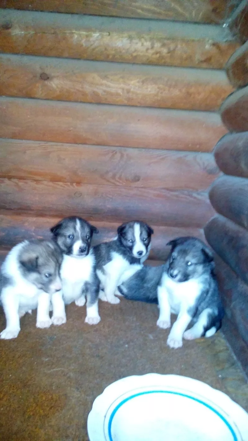 Продам щенков западно-сибирской лайки