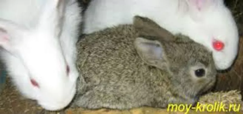 Кролики жывым весом 2