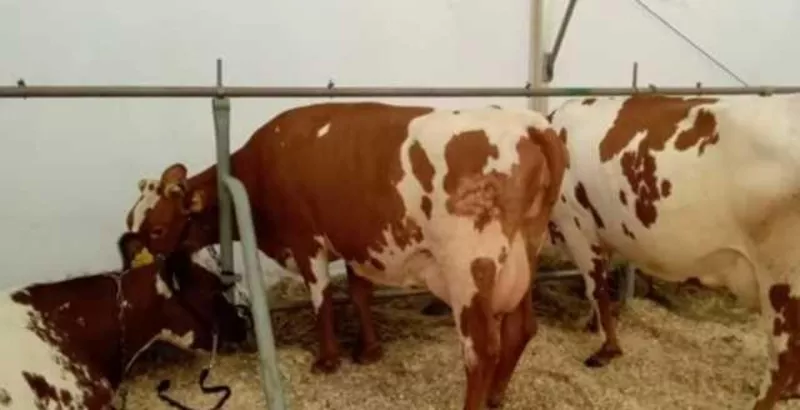 Корови молочної породи,  плем'я чистокровних Айширів 4