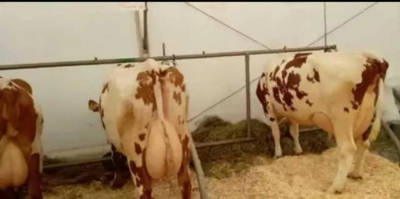 Корови молочної породи,  плем'я чистокровних Айширів 2