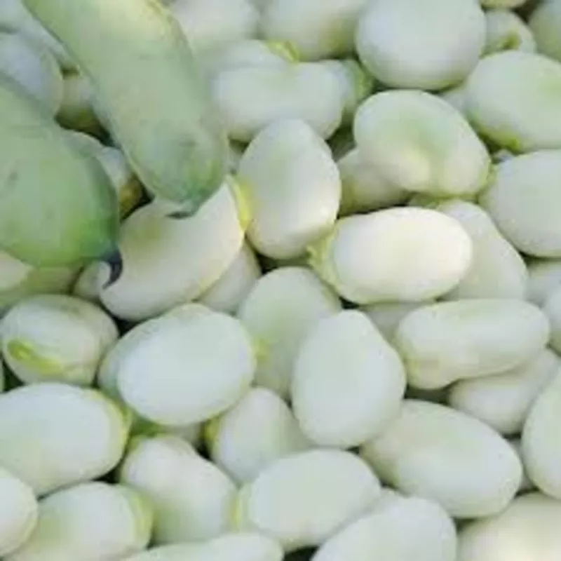  Посівний матеріал квасолі. Насіння квасолі. 