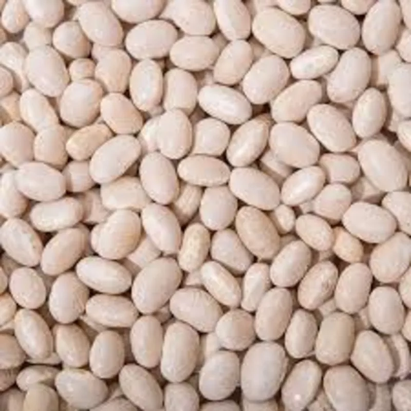 Постійна закупівля квасолі від виробників